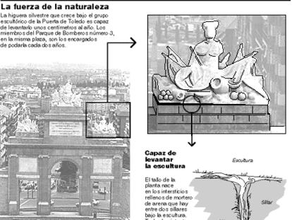 El caso de la higuera