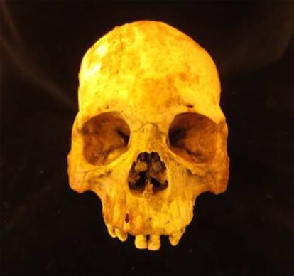 Uno de los cráneos de los que se ha extraído ADN