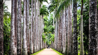 Palmeiras do Jardim Botânico de Rio.