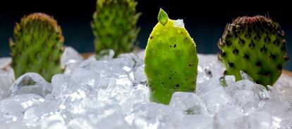 Nopal encurtido de Hoja Santa