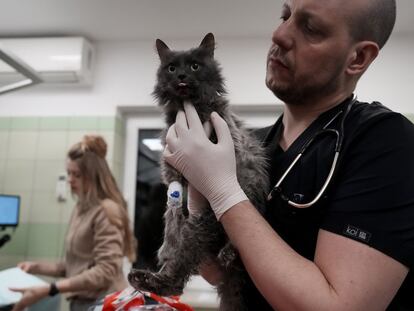 Un gato siendo atendido en una veterinaria.