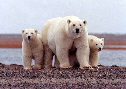 Polar bears Alaska