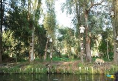 En la isla, cabezas de bebés de plástico cuelgan de los árboles.