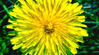 Diente de León (taraxacum officinale).