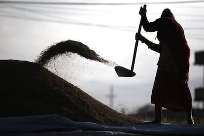 Una agricultora nepalí amontona el grano de arroz separado.
