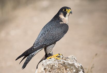 Delta Birding Festival halcon