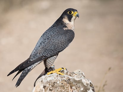 Un halcón peregrino.