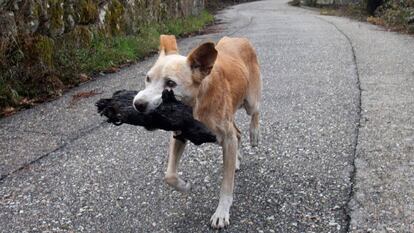 ‘Jacki’ leva um pequeno animal no rescaldo do grande incêndio que assolou Fragoselo (Vigo) e Chandebrito (Nigrán).