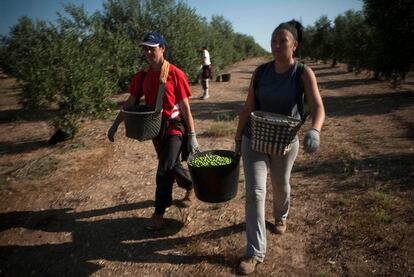 Las jornaleras portean las espuertas con aceitunas.