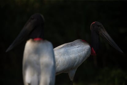 Um casal de tuiuiús.