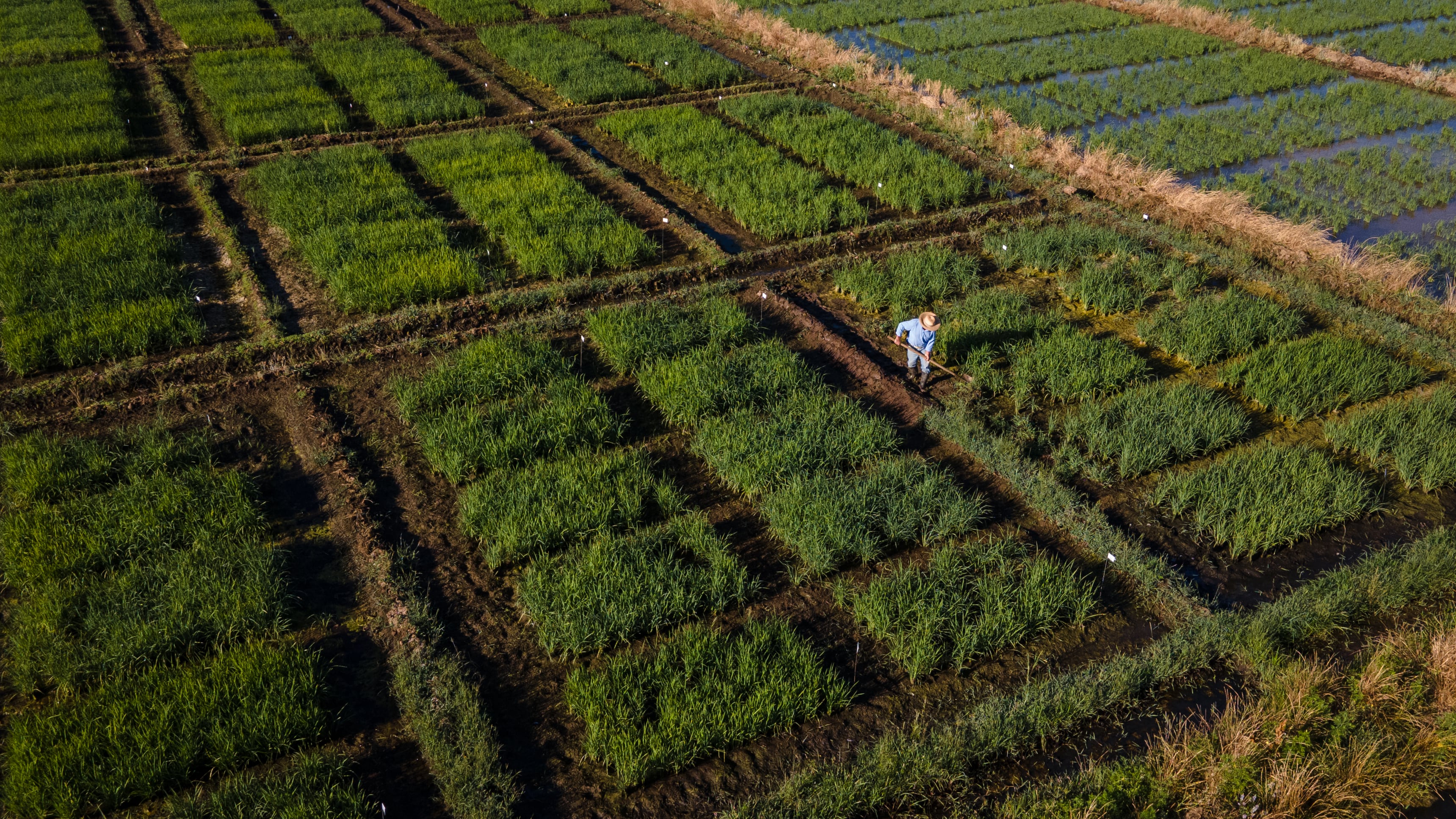 El arroz más austral del mundo desafía al cambio climático en Chile