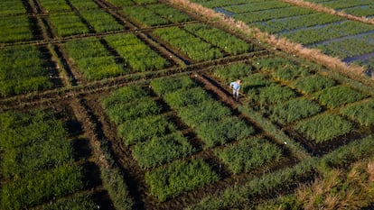 cultivo de arroz en chile