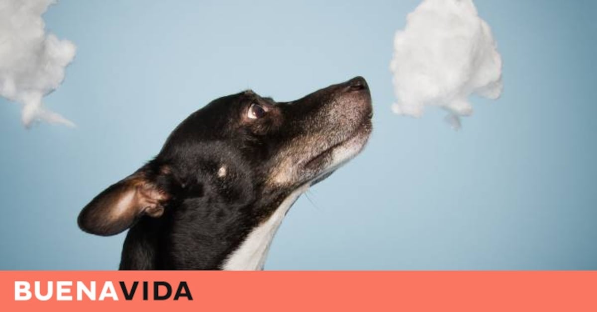 los perros se drogan por soplar humo en la oreja