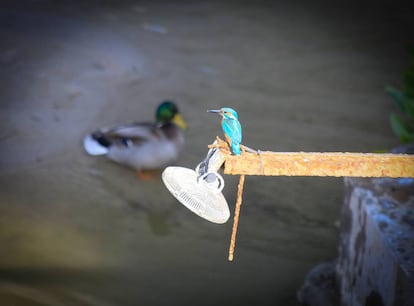 Un martín pescador bajo el puente de Marqués de Vadillo.