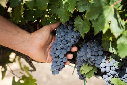 Uvas protegidas de la insolación por las hojas en plena ola de calor en Vilafranca del Penedès, Barcelona.