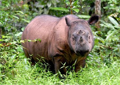 Un rinoceronte de Sumatra en el Santuario de Way Kambas en Sumatra Occidental.