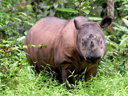 Un rinoceronte de Sumatra en el Santuario de Way Kambas en Sumatra Occidental.