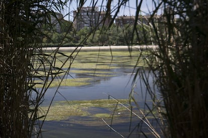 Escasa agua en un tramo del río Ebro, a su paso por Zaragoza.