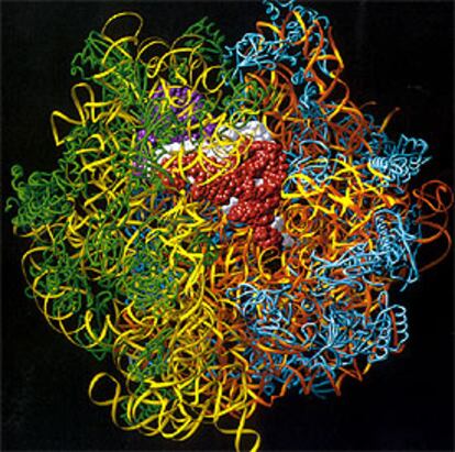 Ribosoma en el momento en que produce una proteína, imagen generada por ordenador, tomada del libro &#39;ADN&#39;.