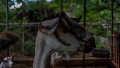 Un cabra en Frutos del Guacabo.