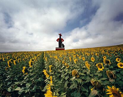 Tio Pepe vigila un campo de girasoles en Muela