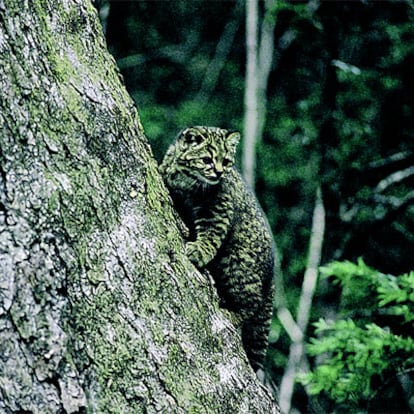 Gato guiña.