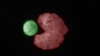 Un organismo "padre" diseñado por la IA (forma de C; rojo) junto a células madre que han sido comprimidas en una bola ("descendencia"; verde)".