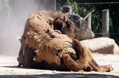 Un bisonte europeo se restriega contra el suelo para quitarse los restos del pelaje que le queda del invierno.