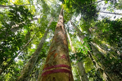 Árboles de afrormosia ('Pericopsis elata') en la provincia de Tshopo, al noreste de la RDC. La demanda internacional ha agotado o esta especie en varios países de África Occidental y Central.