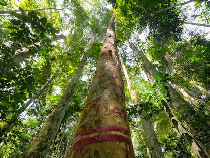 Árboles de afrormosia ('Pericopsis elata') en la provincia de Tshopo, al noreste de la RDC. La demanda internacional ha agotado o esta especie en varios países de África Occidental y Central.