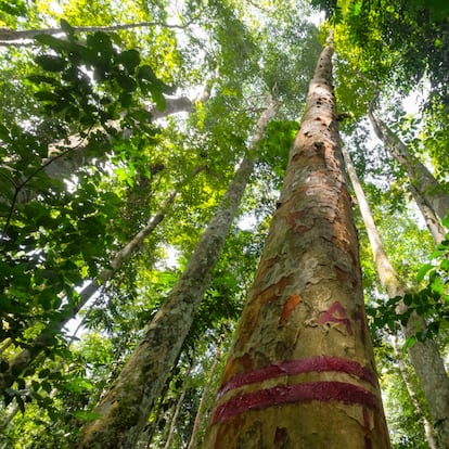 Árboles de afrormosia ('Pericopsis elata') en la provincia de Tshopo, al noreste de la RDC. La demanda internacional ha agotado o esta especie en varios países de África Occidental y Central.