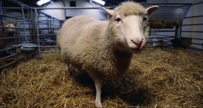 La oveja Dolly, el primer mamífero clonado de la historia.