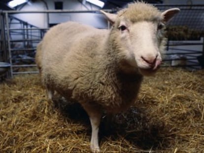 La oveja Dolly, el primer mam&iacute;fero clonado de la historia. 