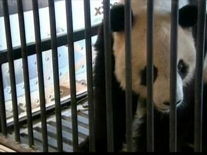 Gran dispositivo para el viaje de 2 osos panda
