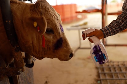 Los ganaderos de Chihuahua han intensificado la vigilancia del gusano barrenador después de que Estados Unidos suspendiera las importaciones de ganado tras la detección del parásito en el sur de México.