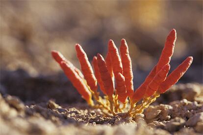 Joyas botánica propia de Asia: el 'Microcnemun coralloides'