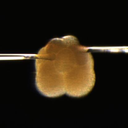 Imagen al microscopio de la manipulación de un embrión de ocho células de caracol.