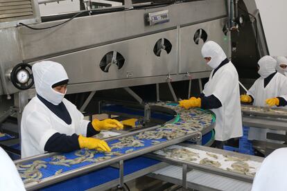 Ecuador exportó 688.000 toneladas de camarón en 2020.