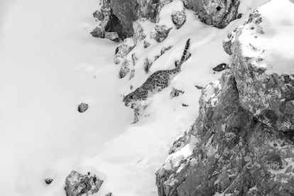 Leopardo de las nieves retratado en el Tíbet.