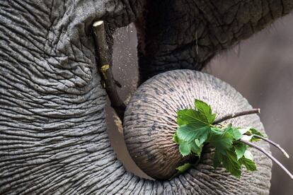 Un elefante asiático come unas hojas frescas en el zoo Hagenbeck en Hamburgo, Alemania.