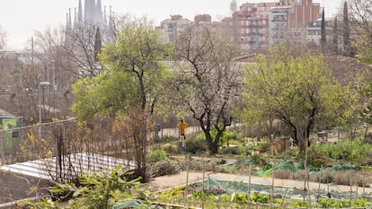 Los huertos comunitarios de los jardines de Pla i Armengol, en el barrio del Guinardó de Barcelona, con la Sagrada Familia al fondo.