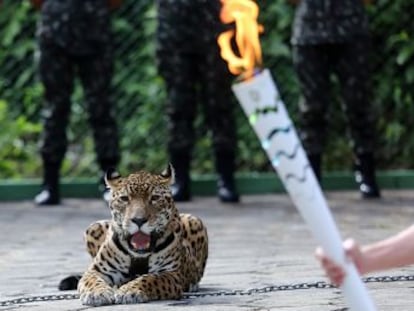 Felina foi exibida acorrentada durante passagem da tocha olímpica em Manaus. Depois fugiu e foi abatida. Morte chocou internautas