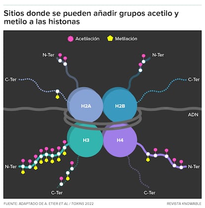 Las proteínas histonas de las células complejas se denominan H2A, H2B, H3 y H4.