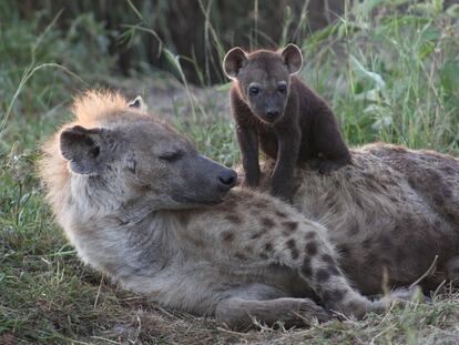 Una cría de hiena de pocas semanas reposa sobre su madre en el cubil.