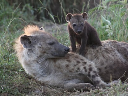 A spotted hyena with its young.