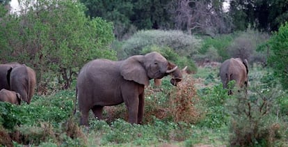 Elefantes hembras en la reserva de Mashatu Game, al noroeste de Botsuana.