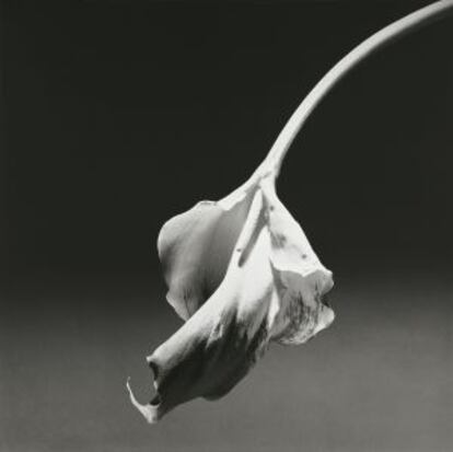 'Calla Lily (Cala) (1986).