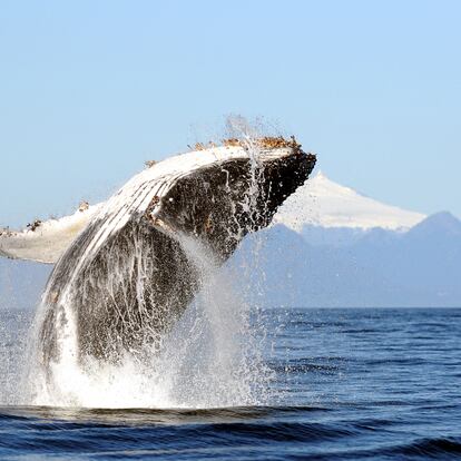 Una ballena jorobada salta frente a un volcán de Chile. R. Hucke-Gaete (UACH/CBA)