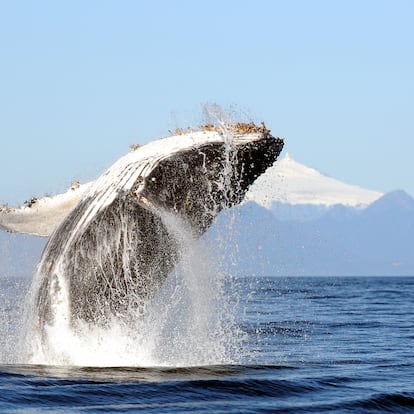 Una ballena jorobada salta frente a un volcán de Chile. R. Hucke-Gaete (UACH/CBA)