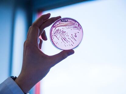 Multidrug-resistant E. Coli bacteria.